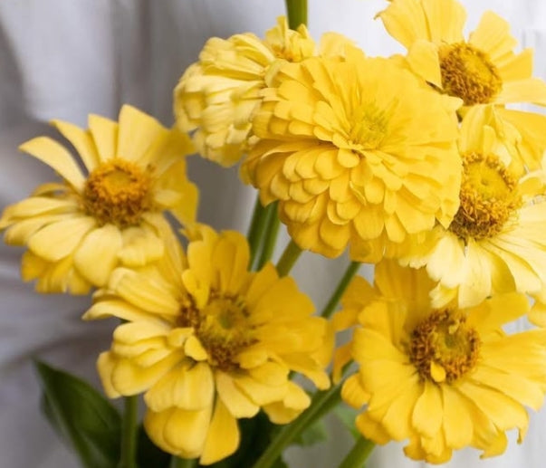 Zinnia 'honey butter' 50 Seeds