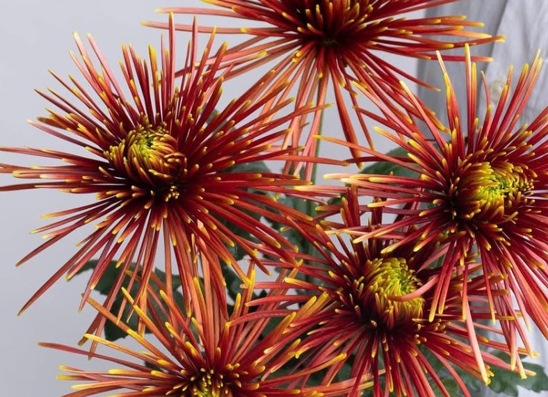 Chrysanthemum morifolium 'Chispa' 100 Seeds