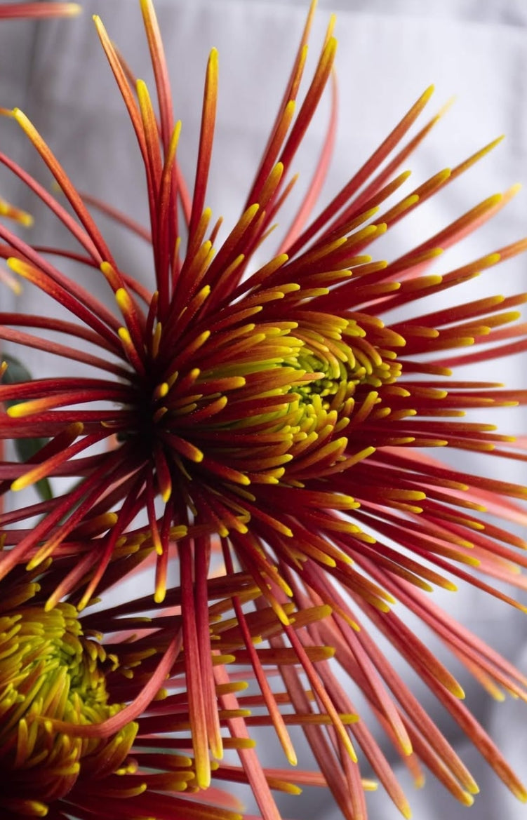 Chrysanthemum morifolium 'Chispa' 100 Seeds