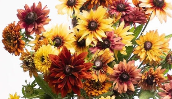 Rudbeckia 'Antique' 100 Seeds