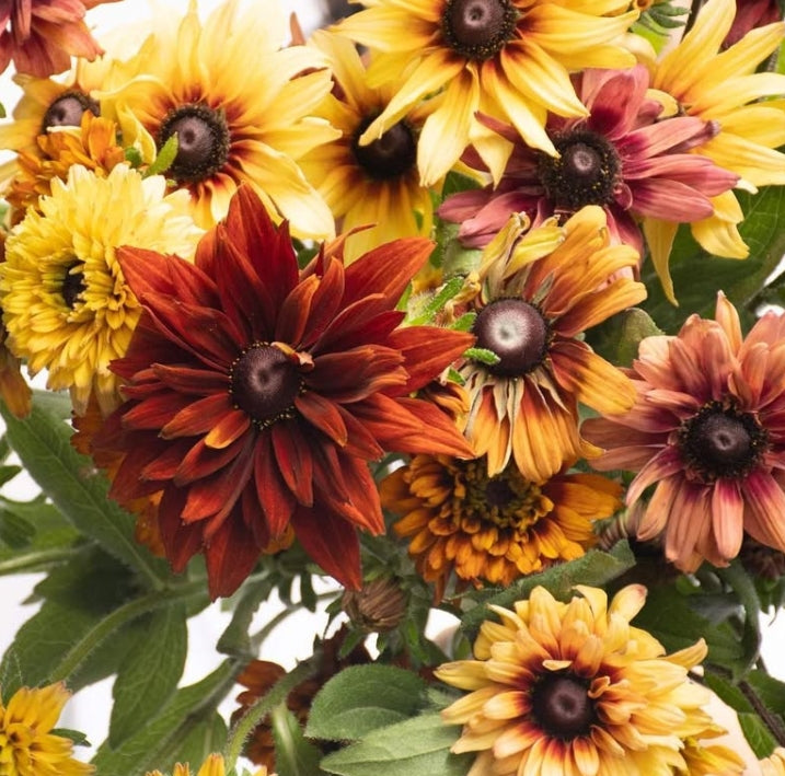 Rudbeckia 'Antique' 100 Seeds