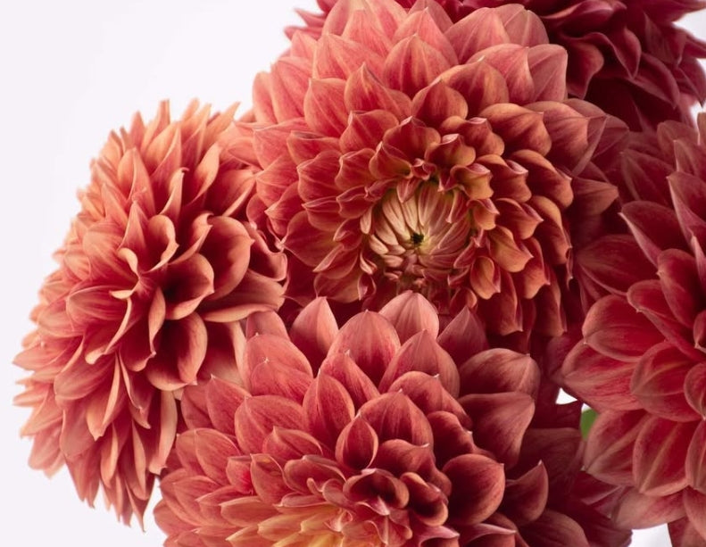 Dahlia 'Antique Hamilton' 100 Seeds