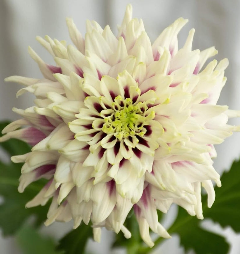 Chrysanthemum morifolium 'Typhoon' 100 Seeds