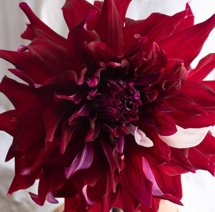 Dahlia 'Uwakigokoro' 100 Seeds