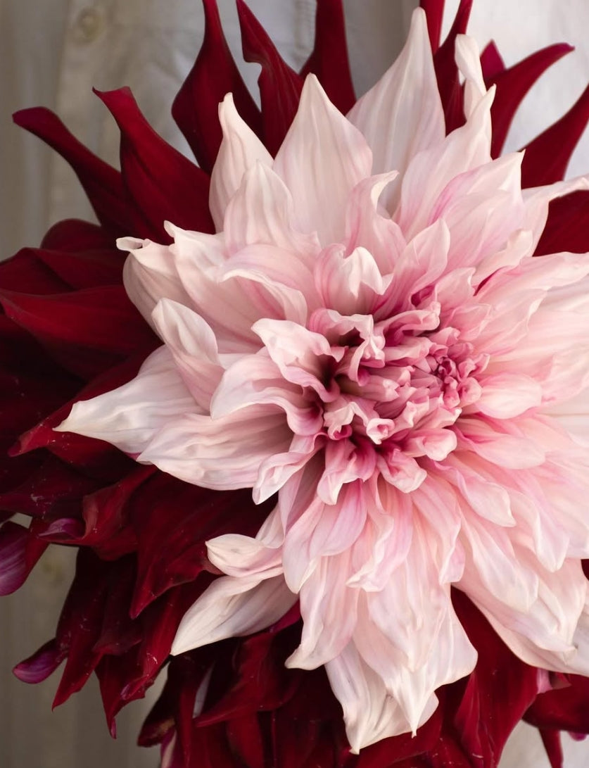 Dahlia 'Uwakigokoro' 100 Seeds