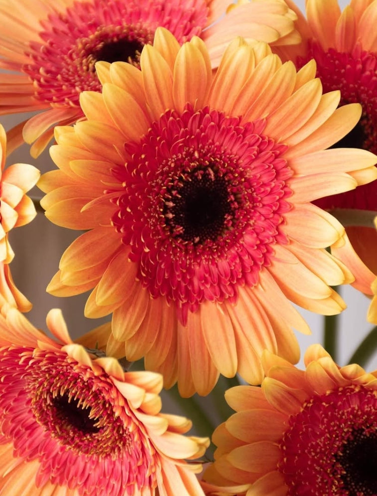 Gerbera 'Julia' 50 Seeds