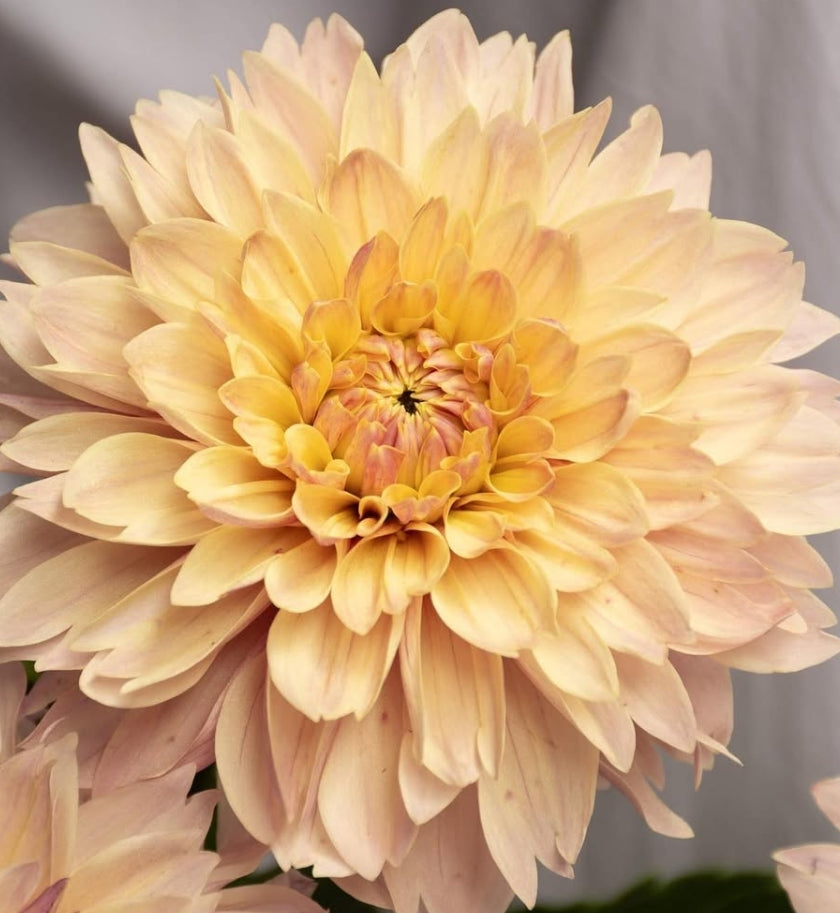 Dahlia 'Dahsur' 100 Seeds