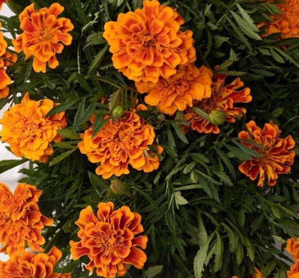 Tagetes ( marigold ) patula 100 Seeds