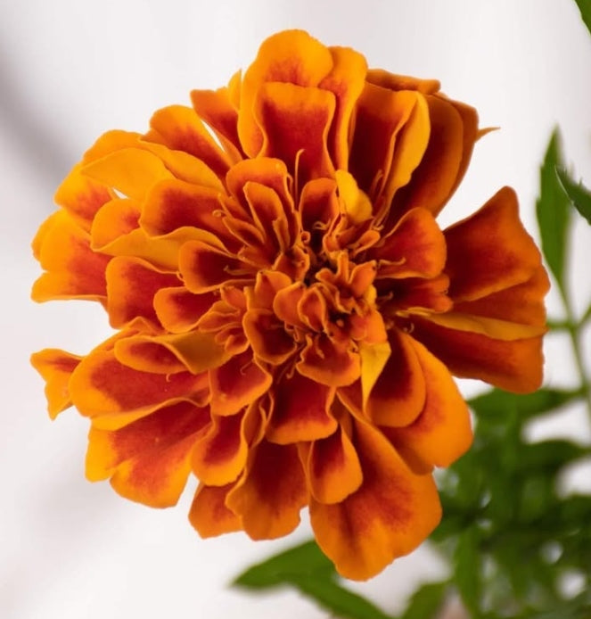 Tagetes ( marigold ) patula 100 Seeds