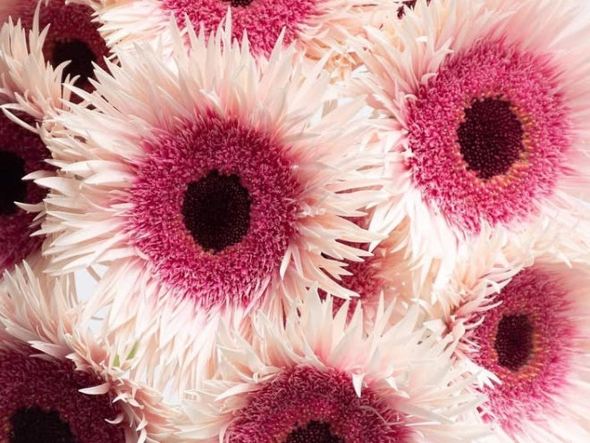 Gerbera 'Stunt' 50 Seeds