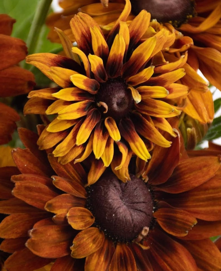 Rudbeckia 'Cherokee Sunset' 100 Seeds