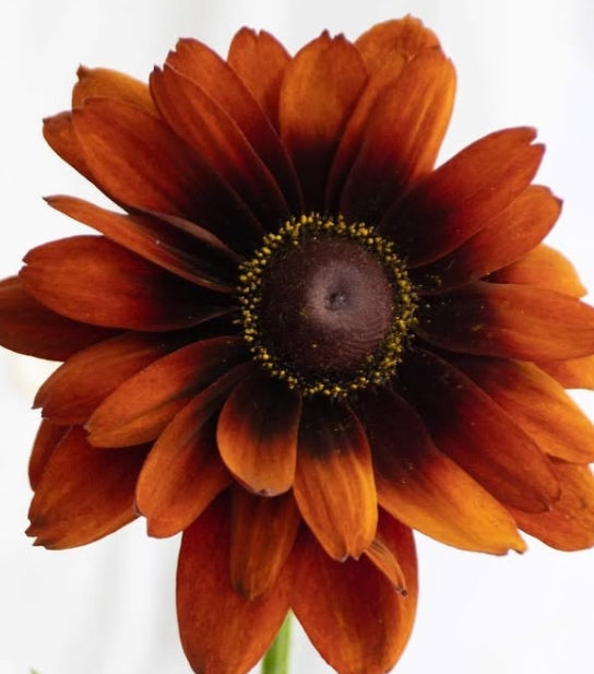 Rudbeckia 'Cherokee Sunset' 100 Seeds