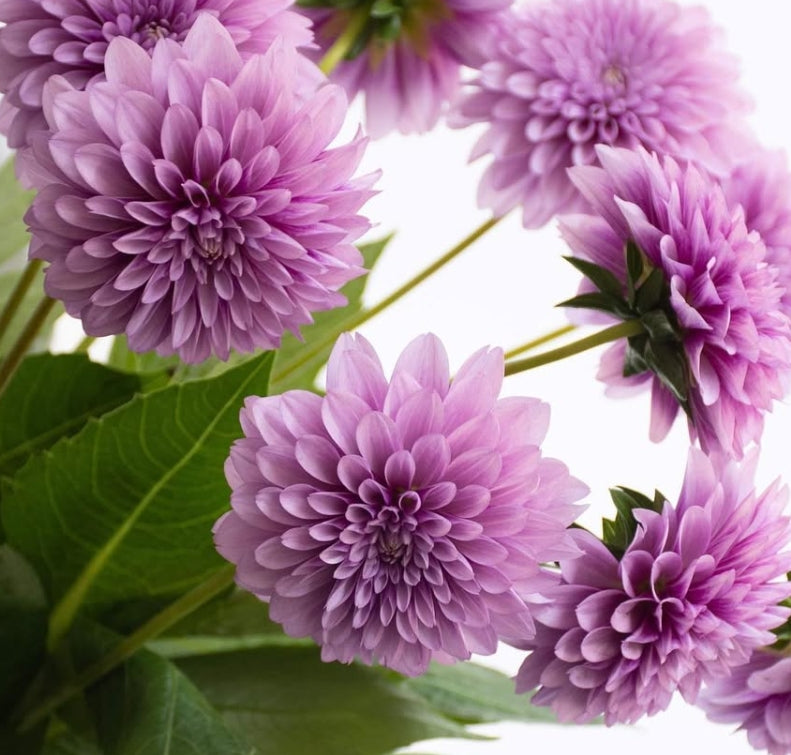 Dahlia 'Moon stone' 100 Seeds