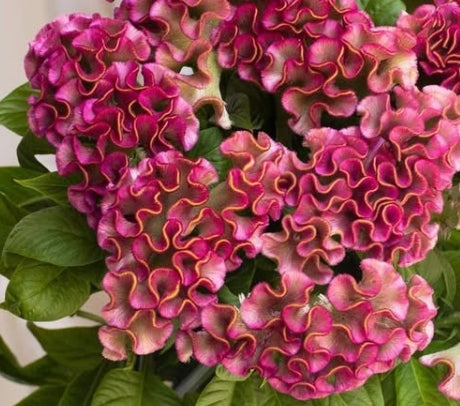 Celosia 'Asuka select kira purple' 60 Seeds