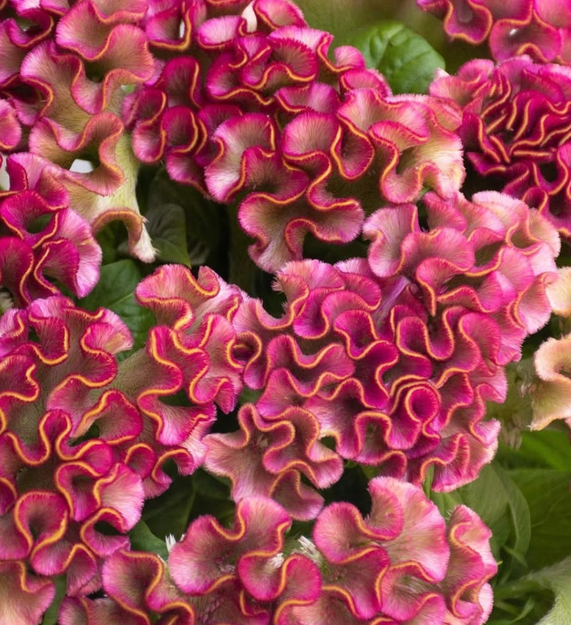 Celosia 'Asuka select kira purple' 60 Seeds