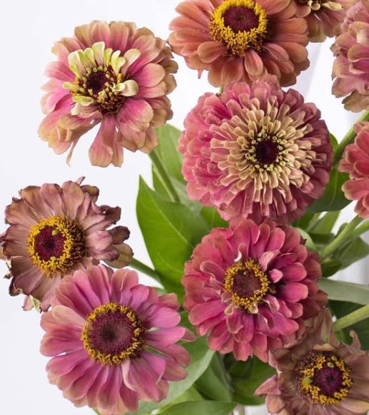 Zinnia elegans 'Queen red lime' 50 Seeds
