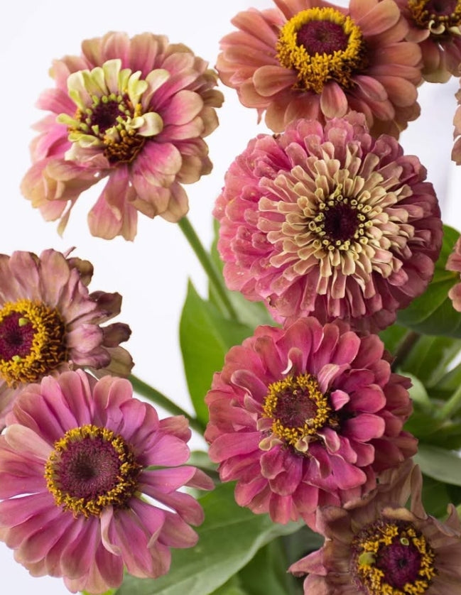 Zinnia elegans 'Queen red lime' 50 Seeds