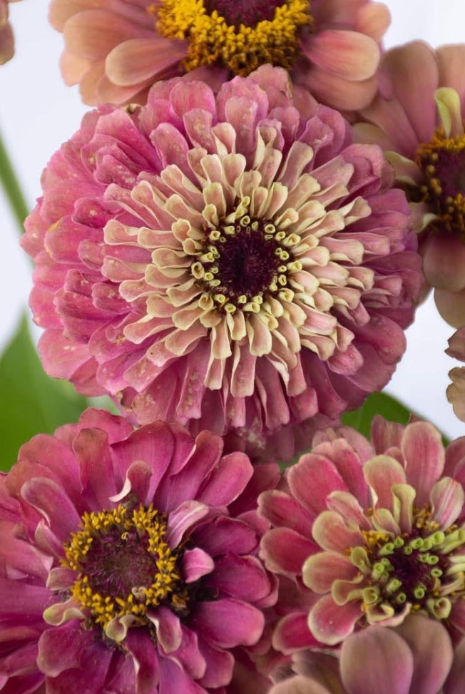 Zinnia elegans 'Queen red lime' 50 Seeds