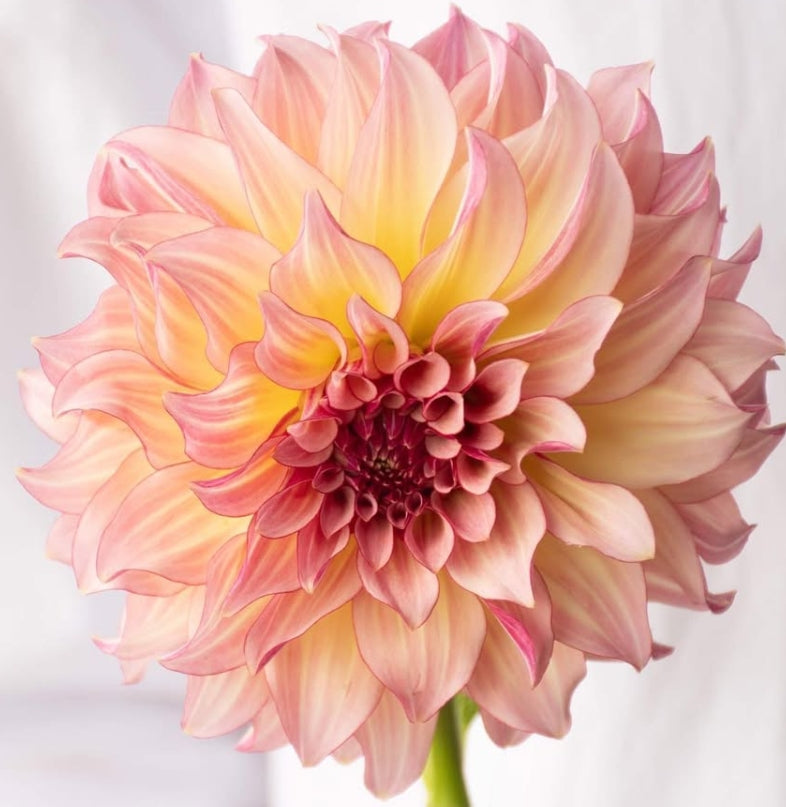 Dahlia 'à la mode' 100 Seeds