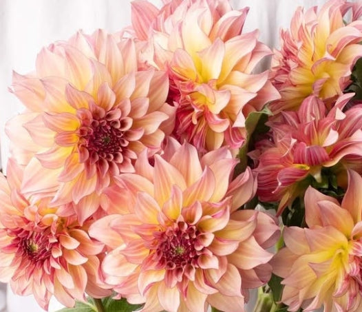 Dahlia 'à la mode' 100 Seeds