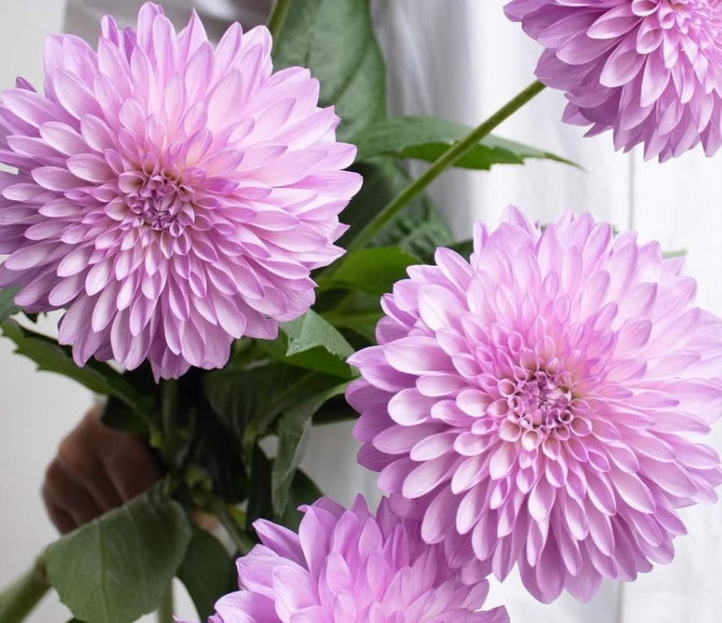 Dahlia 'PBP' 100 Seeds