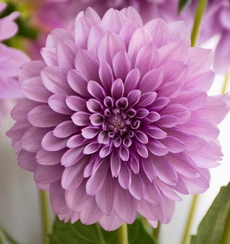 Dahlia 'Moon stone' 100 Seeds