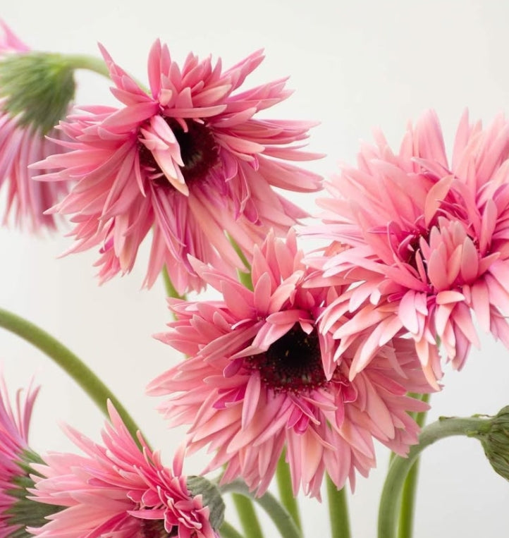 Gerbera 'Iggy' 50 Seeds