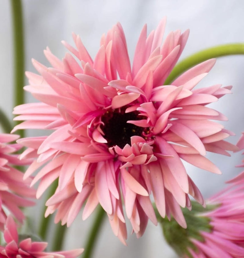 Gerbera 'Iggy' 50 Seeds