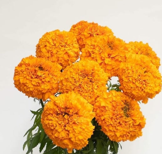 Tagetes ( Marigold ) 'Optiva orange' 100 Seeds