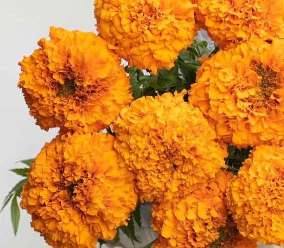 Tagetes ( Marigold ) 'Optiva orange' 100 Seeds