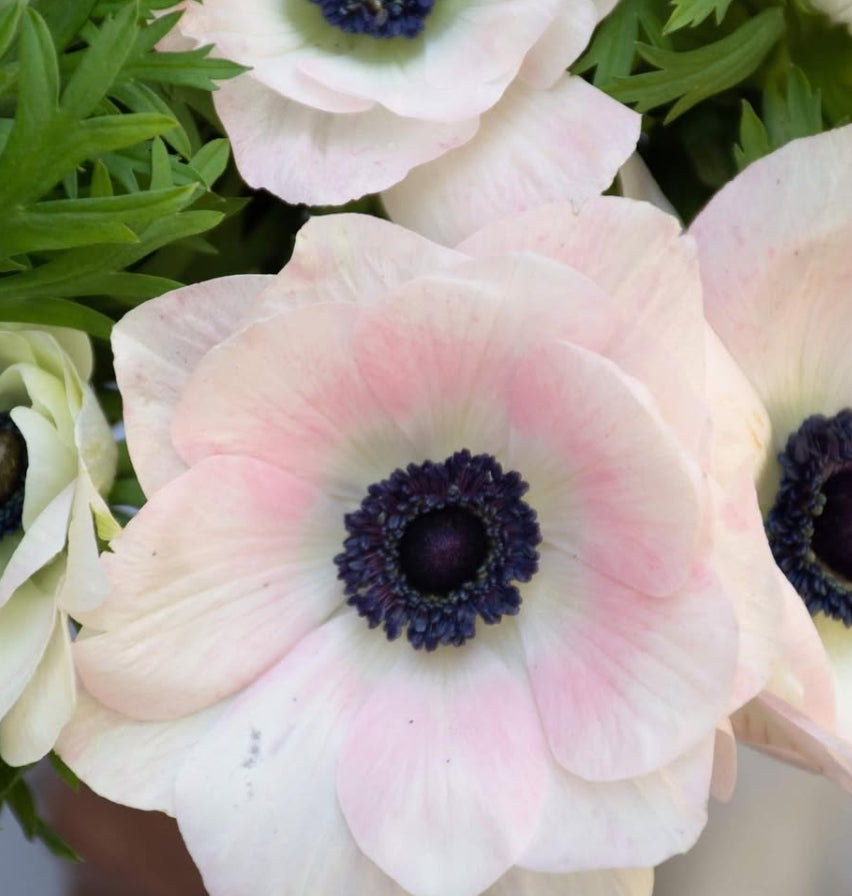 Anemone 'Rosaciaro mistral' 6 Bulbs