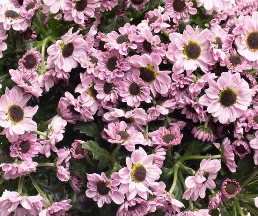 Chrysanthemum morifolium 'Yin yang pink' 100 Seeds