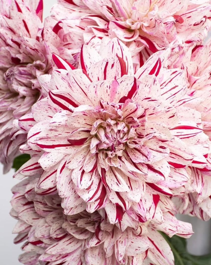 Dahlia 'Sunayama' 100 Seeds
