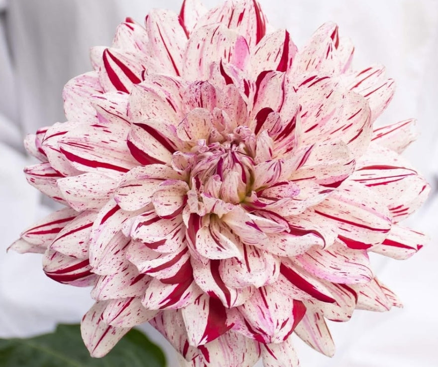 Dahlia 'Sunayama' 100 Seeds