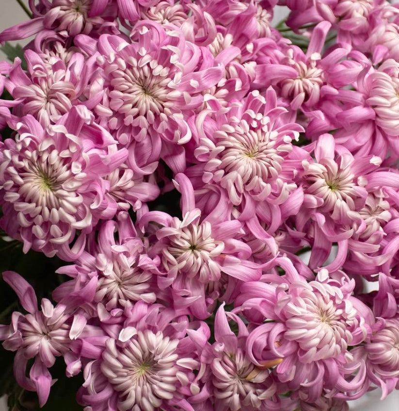 Chrysanthemum morifolium 'Sei Manoa' 100 Seeds