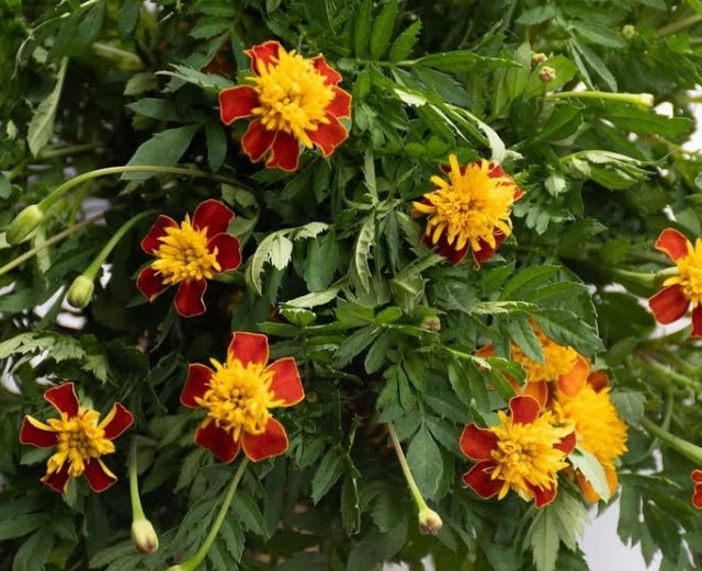 Tagetes ( Marigold ) 'Solan' 100 Seeds