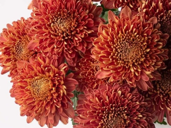 Chrysanthemum morifolium 'Hornbill salmon (summer version)' 100 Seeds