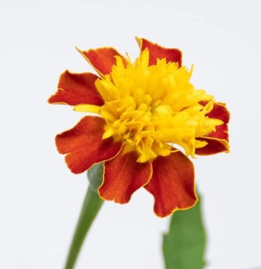 Tagetes ( Marigold ) 'Solan' 100 Seeds