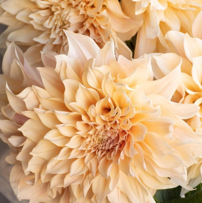 Dahlia 'Café au lait' 100 Seeds