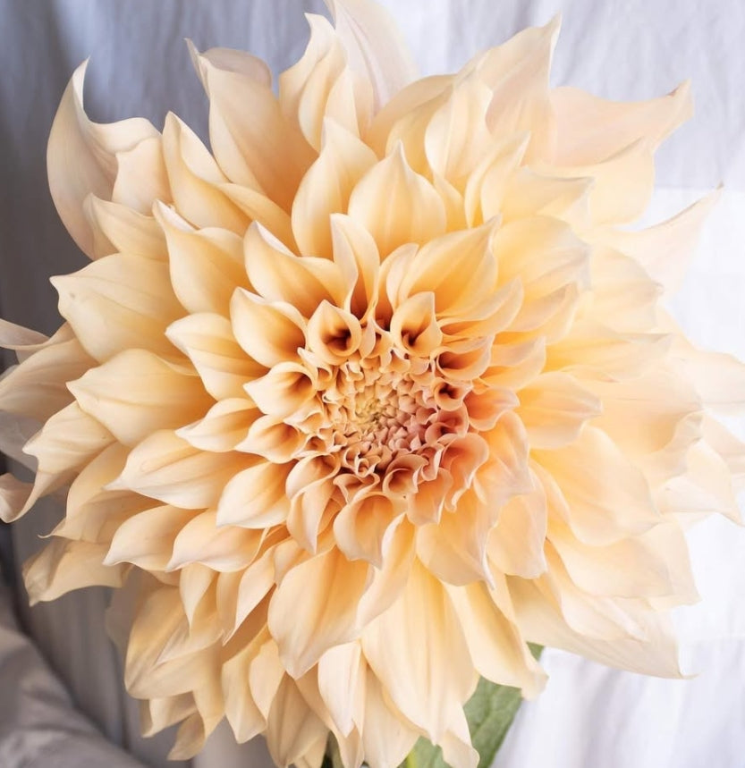 Dahlia 'Café au lait' 100 Seeds