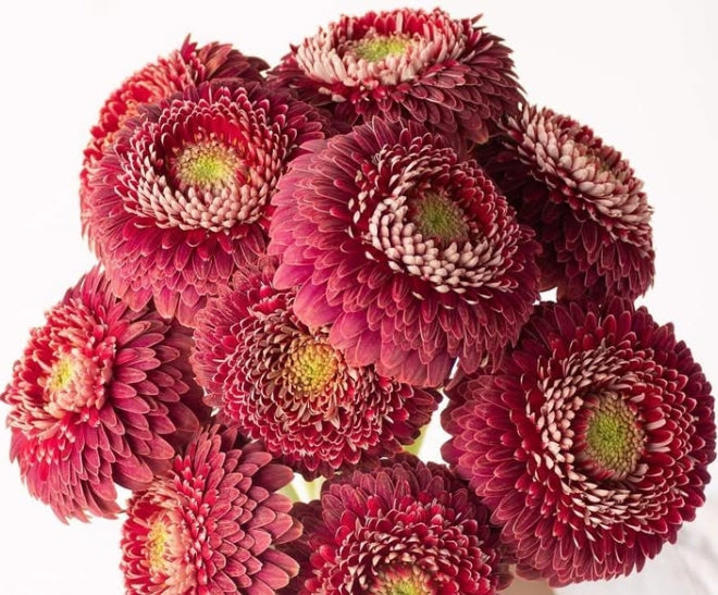 Gerbera 'Baresi' 50 Seeds