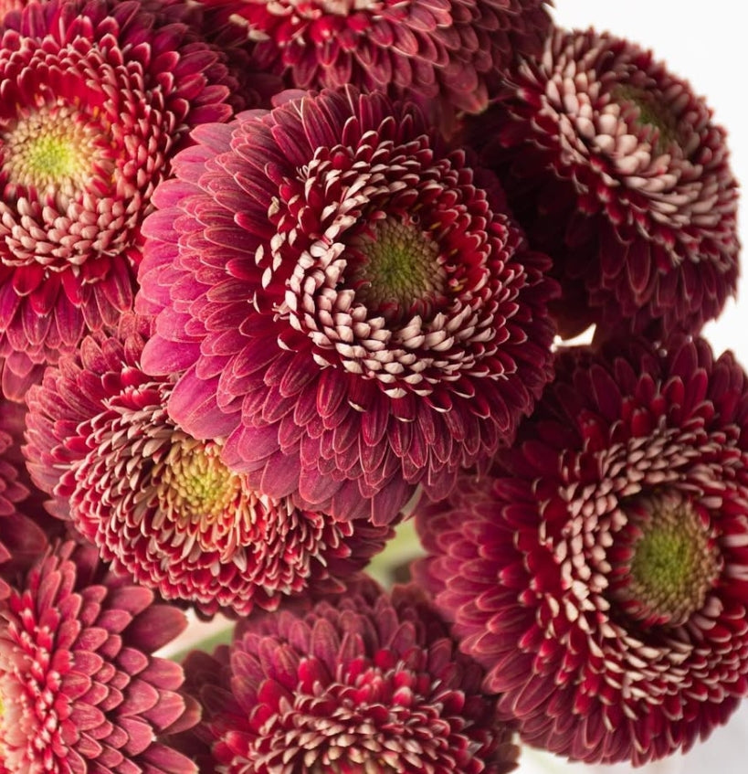 Gerbera 'Baresi' 50 Seeds