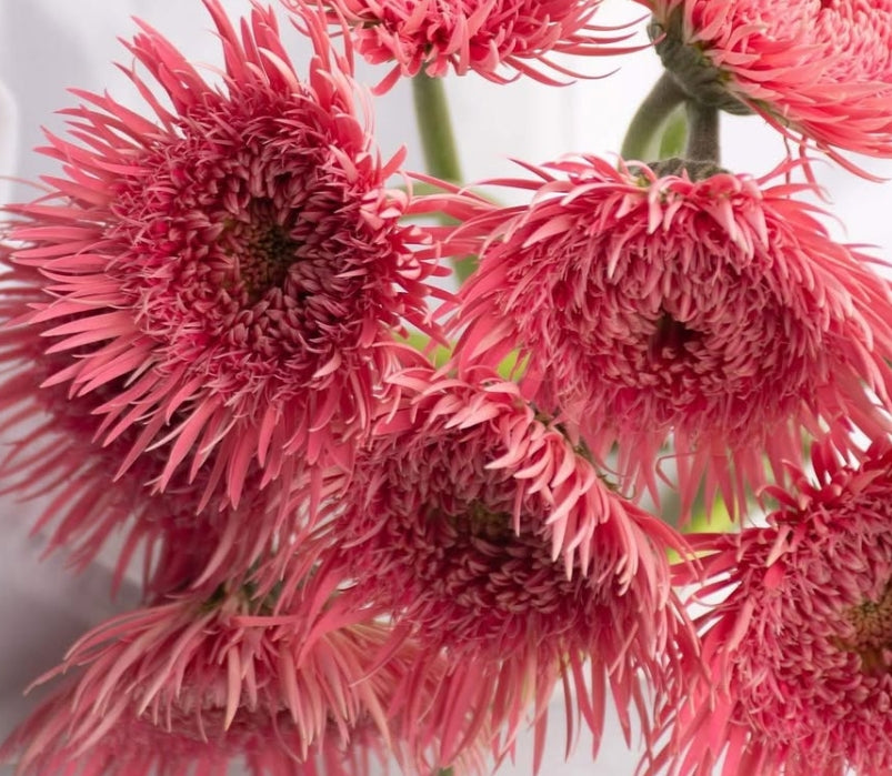 Gerbera 'Justice' 50 Seeds