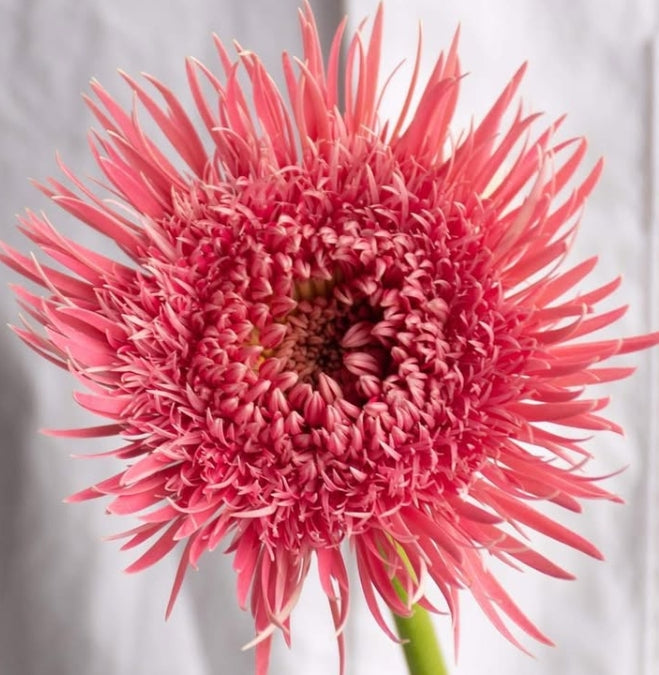 Gerbera 'Justice' 50 Seeds