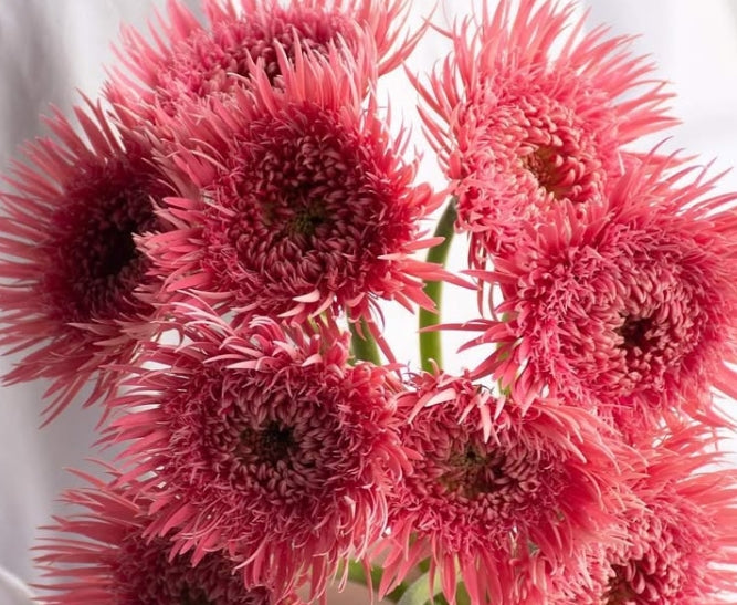 Gerbera 'Justice' 50 Seeds