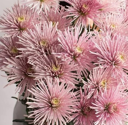 Chrysanthemum morifolium 'Celica pink' 100 Seeds