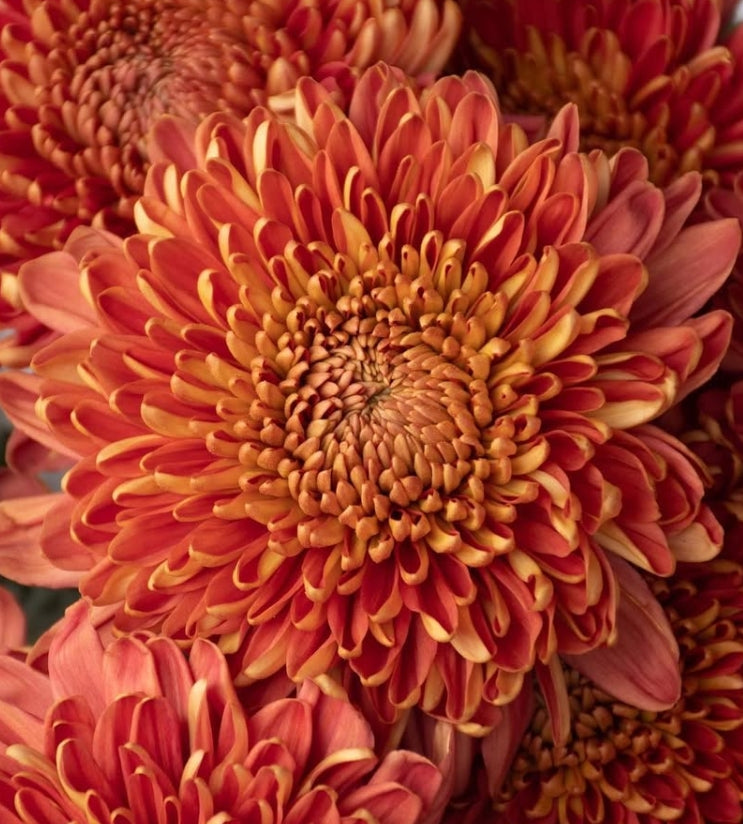 Chrysanthemum morifolium 'Hornbill salmon (summer version)' 100 Seeds