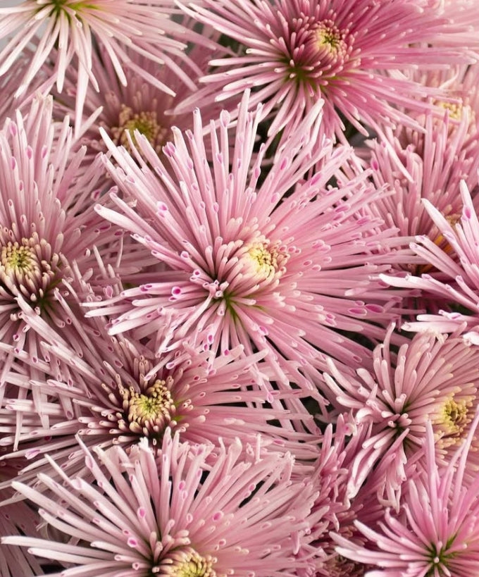 Chrysanthemum morifolium 'Celica pink' 100 Seeds