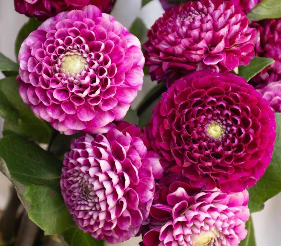Dahlia 'Iori' 100 Seeds
