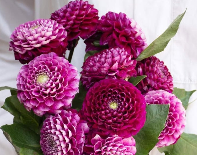 Dahlia 'Iori' 100 Seeds